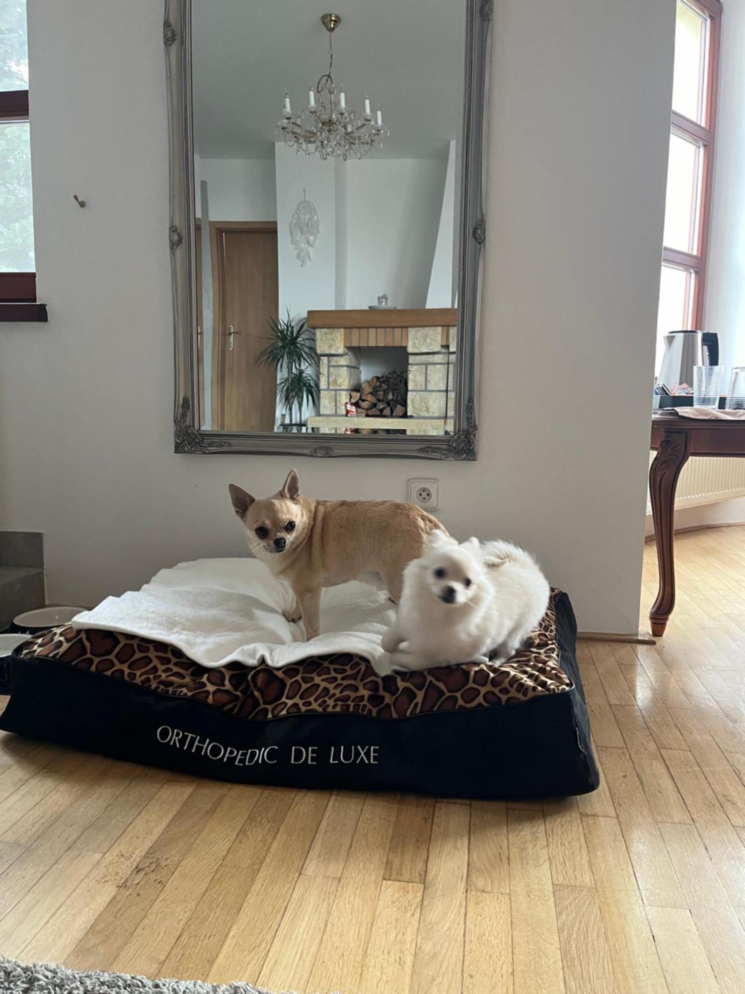 Dogs Resort And Spa Horni Bezdekov エクステリア 写真